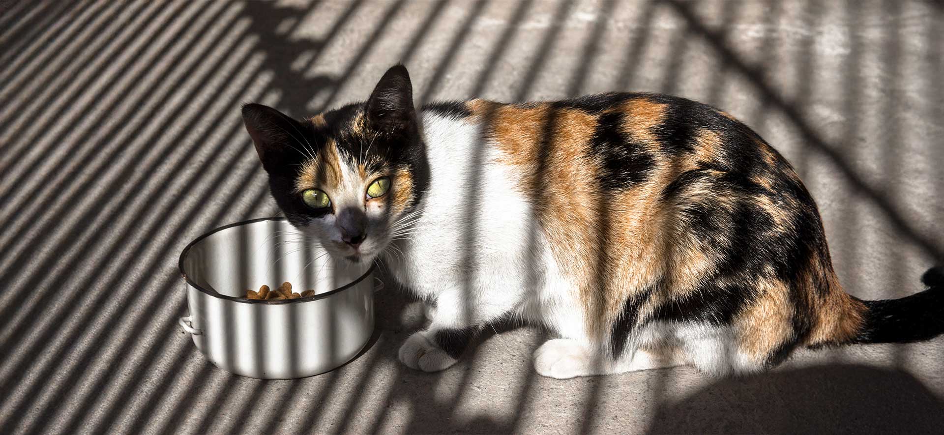 por qué mi gato come poco